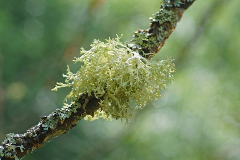 1tmo30oz1jz0v8yxc69ar7wqp3b7ogp924whl4mhkkhbz7q9ayih0g3i61h4-w1250-q85