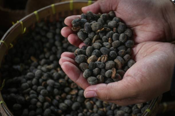 Authentic luwak coffee fitted onto a palm